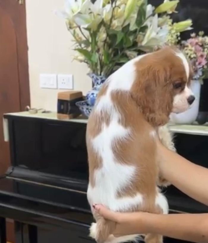 DogsIndia.com - Cavalier King Charles - Kevin Moraes