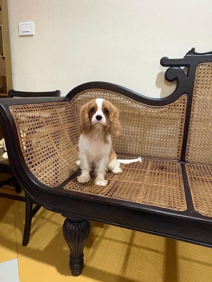 DogsIndia.com - Cavalier King Charles - Kevin Moraes
