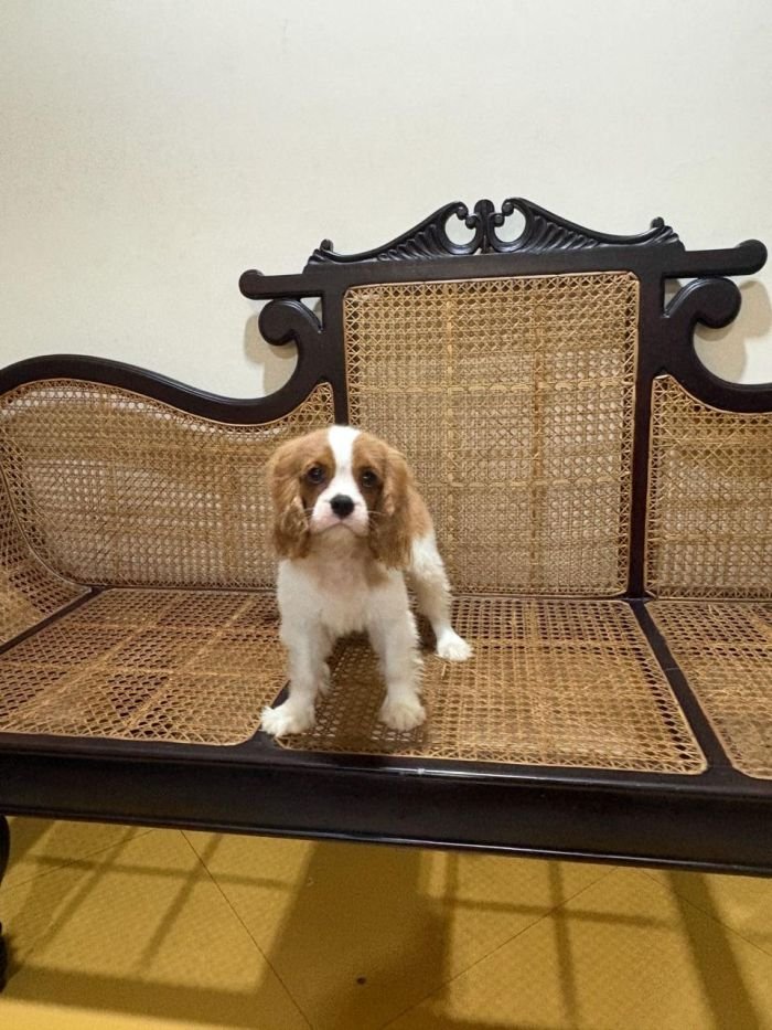 DogsIndia.com - Cavalier King Charles - Kevin Moraes