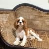 DogsIndia.com - Cavalier King Charles - Kevin Moraes