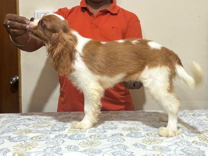 DogsIndia.com - Cavalier King Charles - Kevin Moraes