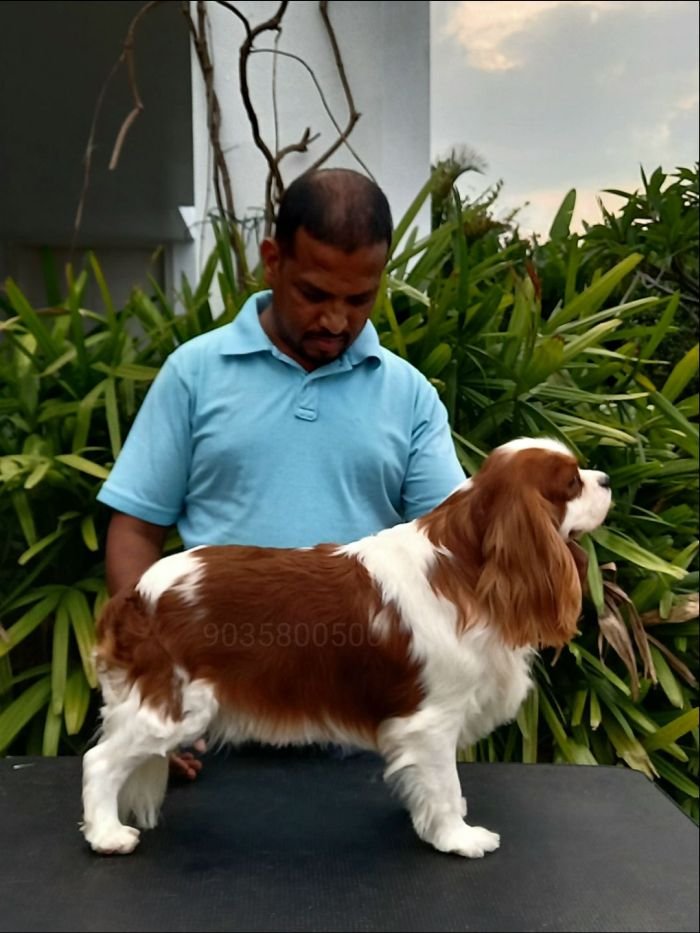 DogsIndia.com - Cavalier King Charles Spaniel - Sanrams