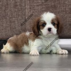 DogsIndia.com - Cavalier King Charles Spaniel - Sanrams