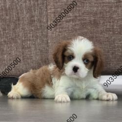 DogsIndia.com - Cavalier King Charles Spaniel - Sanrams
