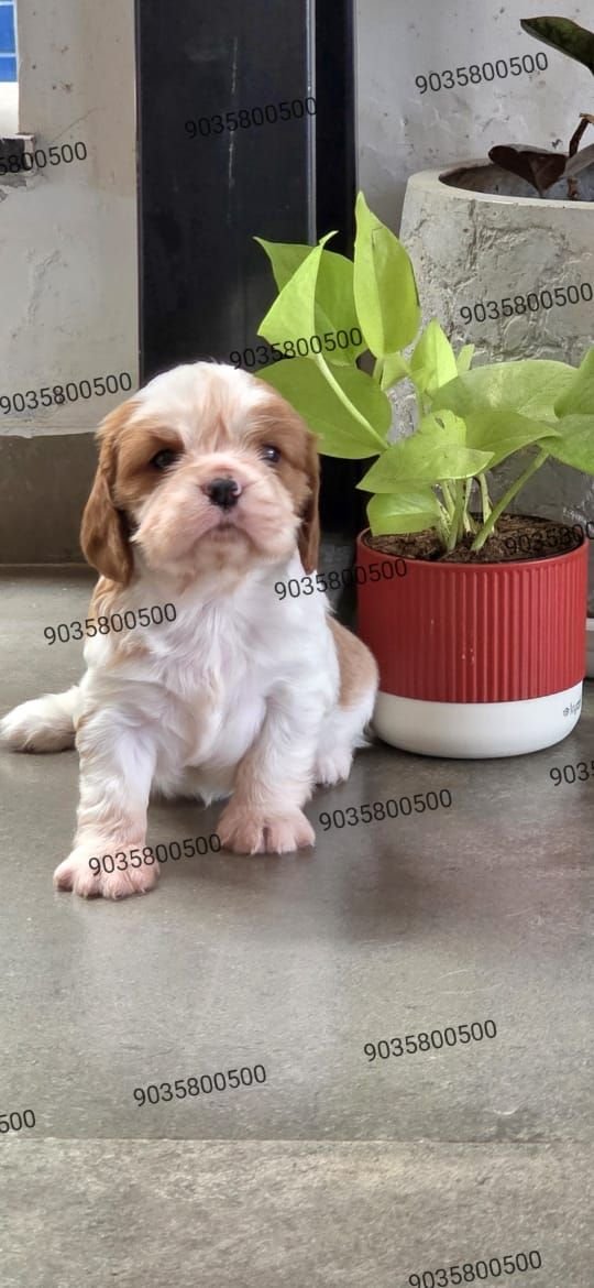 DogsIndia.com - Cavalier King Charles Spaniel - Sanrams