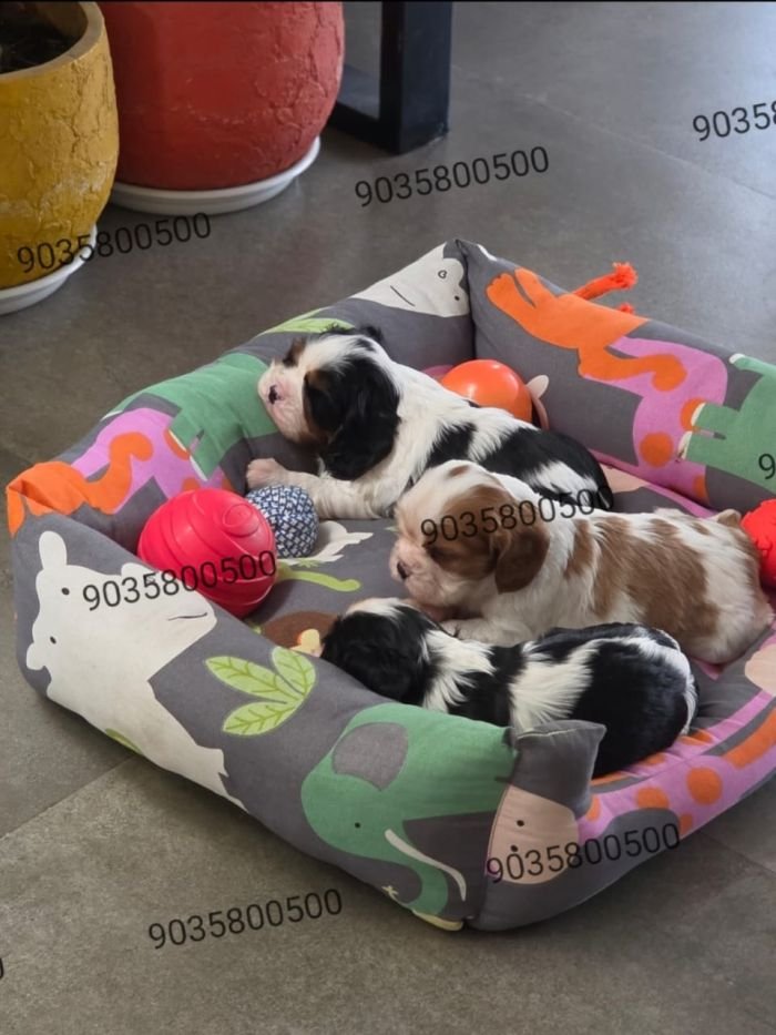 DogsIndia.com - Cavalier King Charles Spaniel - Sanrams