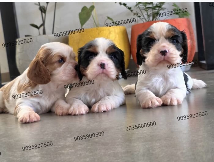DogsIndia.com - Cavalier King Charles Spaniel - Sanrams
