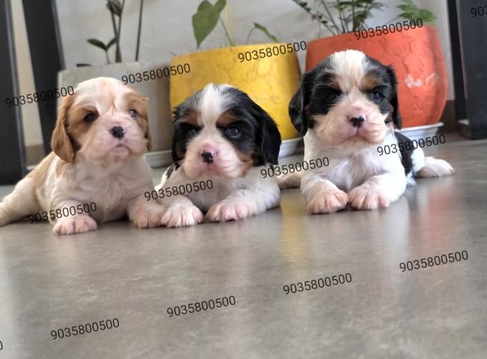 DogsIndia.com - Cavalier King Charles Spaniel - Sanrams