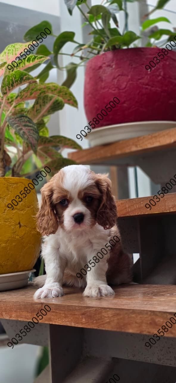DogsIndia.com - Cavalier King Charles Spaniel - Sanrams