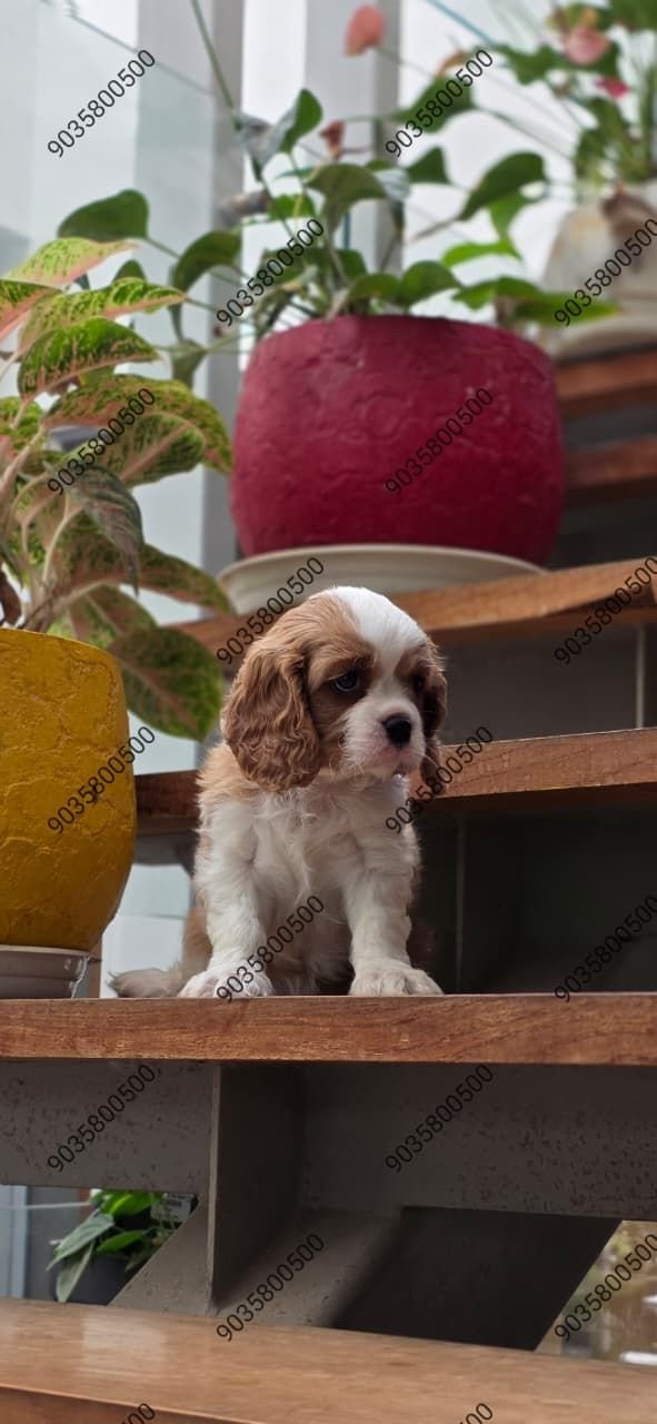 DogsIndia.com - Cavalier King Charles Spaniel - Sanrams