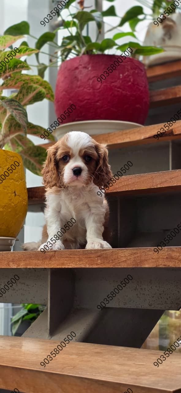 DogsIndia.com - Cavalier King Charles Spaniel - Sanrams