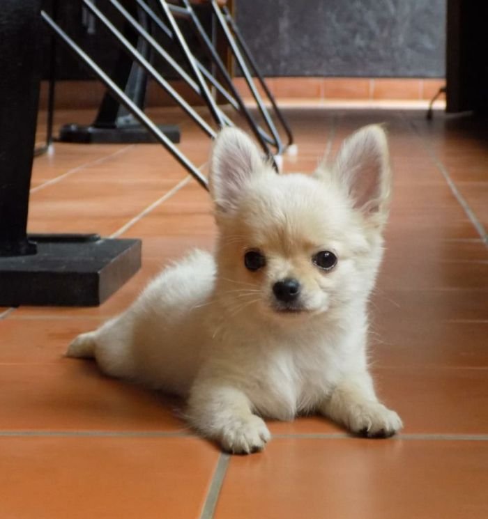 DogsIndia.com - Chihuahua Long Coat - Cream Passion Chihuahuas