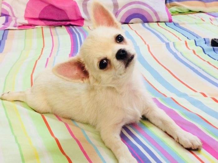 DogsIndia.com - Chihuahua Long Coat - Cream Passion Chihuahuas
