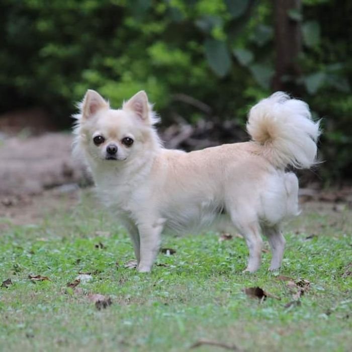 DogsIndia.com  Chihuahua Long Coat  Cream Passion Chihuahuas