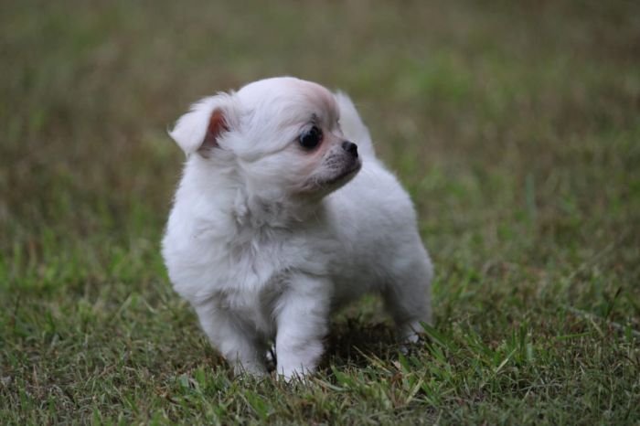 DogsIndia.com  Chihuahua Long Coat  Cream Passion Chihuahuas