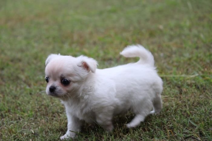 DogsIndia.com  Chihuahua Long Coat  Cream Passion Chihuahuas