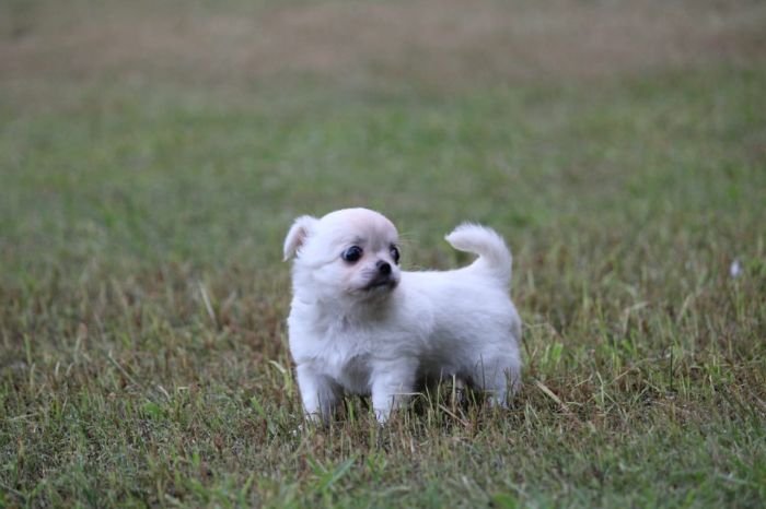 DogsIndia.com  Chihuahua Long Coat  Cream Passion Chihuahuas