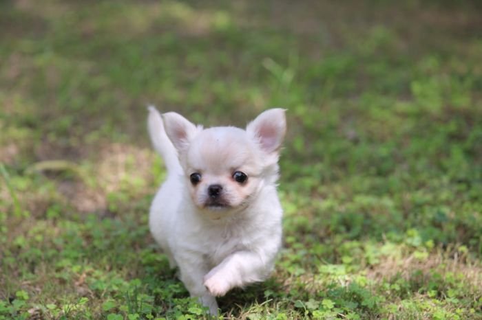 DogsIndia.com  Chihuahua Long Coat  Cream Passion Chihuahuas