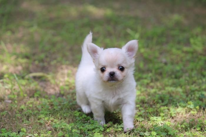 DogsIndia.com  Chihuahua Long Coat  Cream Passion Chihuahuas
