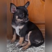 DogsIndia.com - Chihuahua Smooth Coat - Dayspring - Prasanna