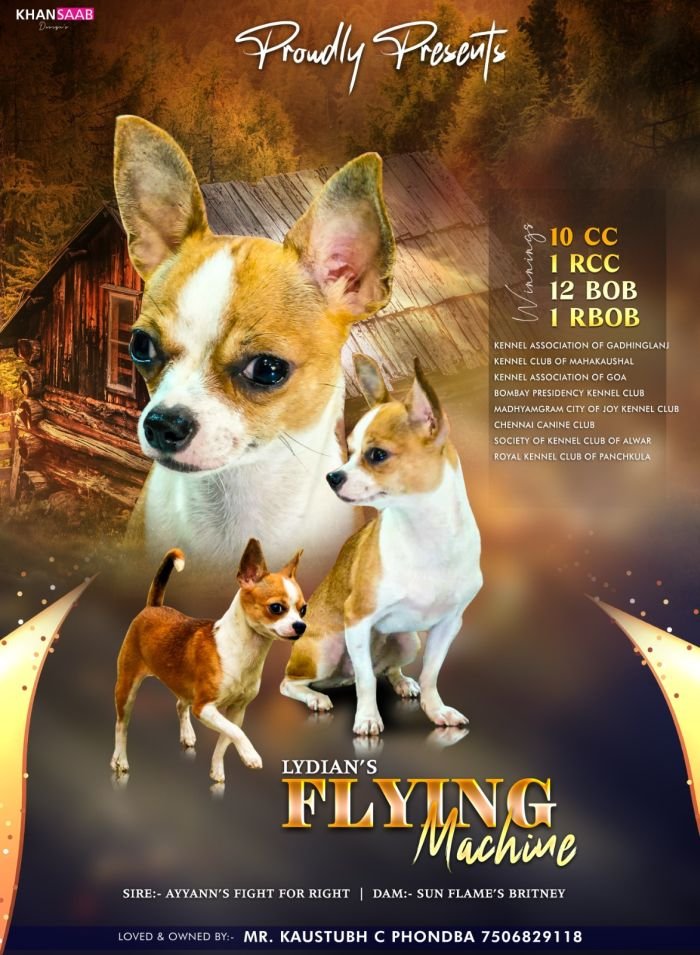 DogsIndia.com - Chihuahua - Kaustubh