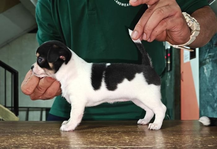 DogsIndia.com - Chihuahua - Kaustubh