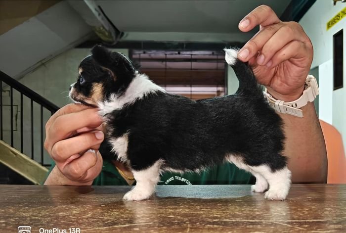 DogsIndia.com - Chihuahua - Kaustubh