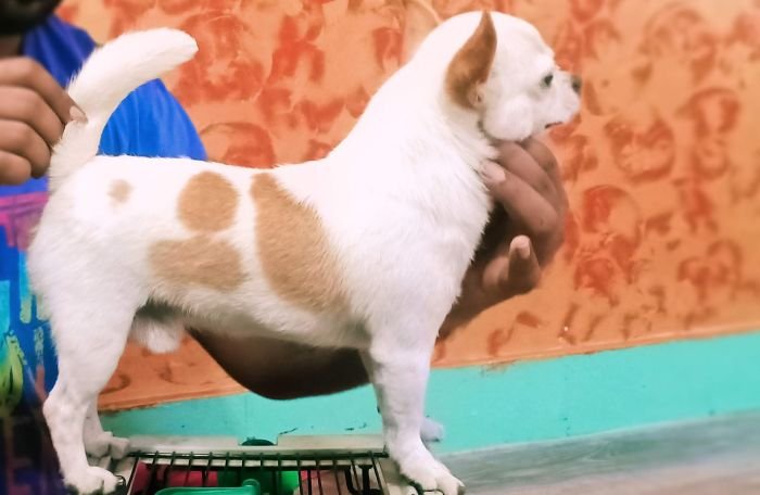 DogsIndia.com - Chihuahua - Kaustubh