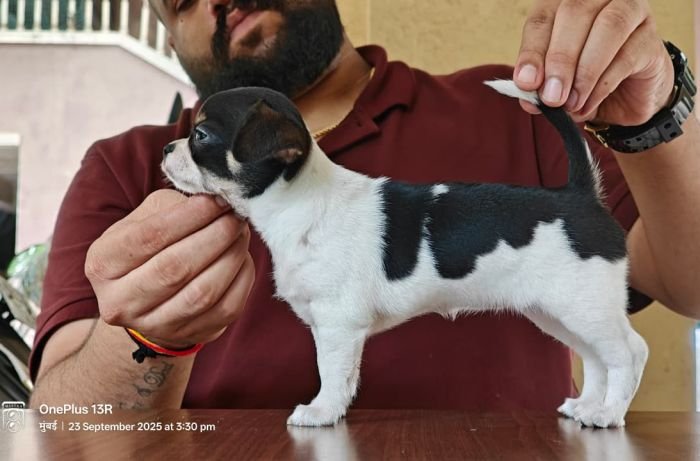 DogsIndia.com - Chihuahua - Kaustubh