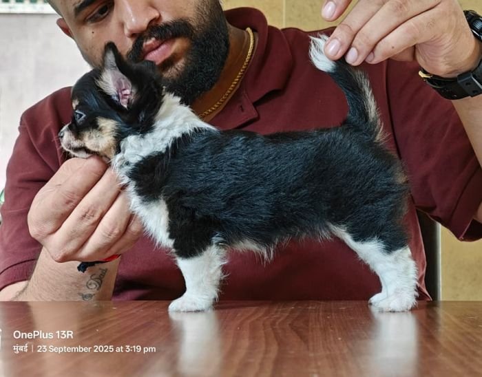 DogsIndia.com - Chihuahua - Kaustubh