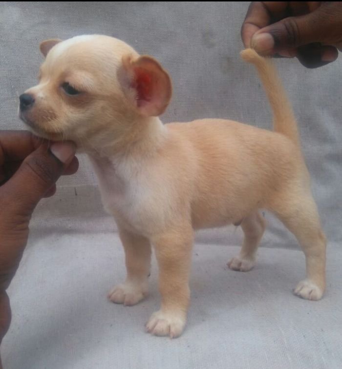 DogsIndia.com - Chihuahua Smooth Coat - Pradeep Madura