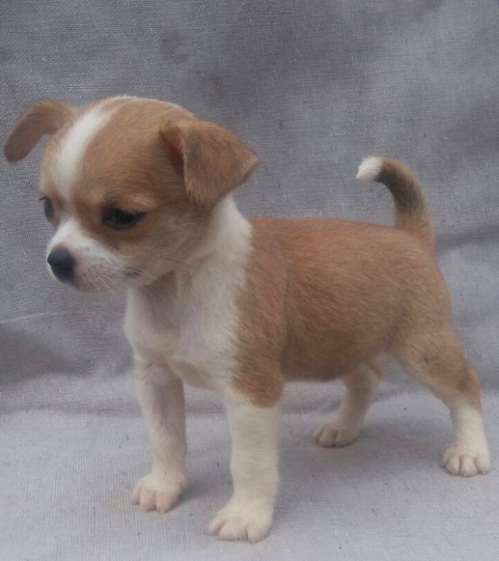 DogsIndia.com - Chihuahua Smooth Coat - Pradeep Madura