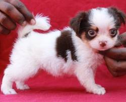 DogsIndia.com - Chihuahua Long Coat - Pradeep Madura
