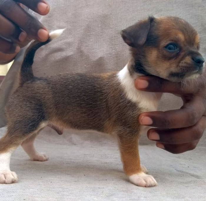 DogsIndia.com - Chihuahua Smooth Coat - Pradeep Madura
