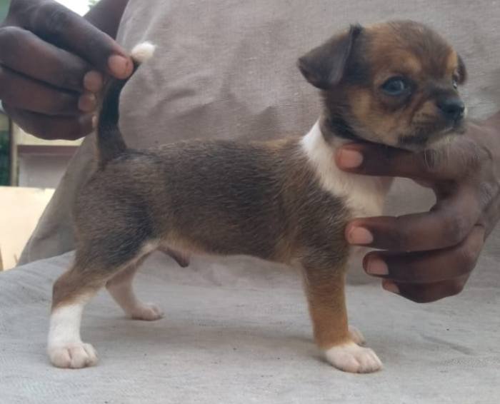 DogsIndia.com - Chihuahua Smooth Coat - Pradeep Madura