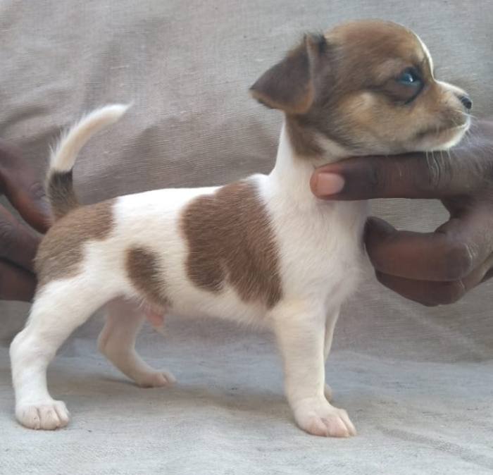 DogsIndia.com - Chihuahua Smooth Coat - Pradeep Madura