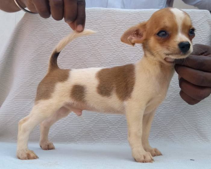 DogsIndia.com - Chihuahua Smooth Coat - Pradeep Madura