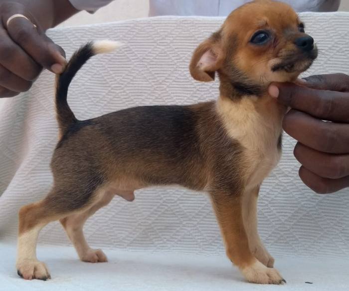 DogsIndia.com - Chihuahua Smooth Coat - Pradeep Madura