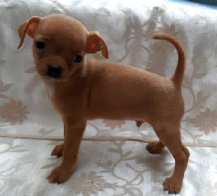 DogsIndia.com - Chihuahua Smooth Coat - Pradeep Madura