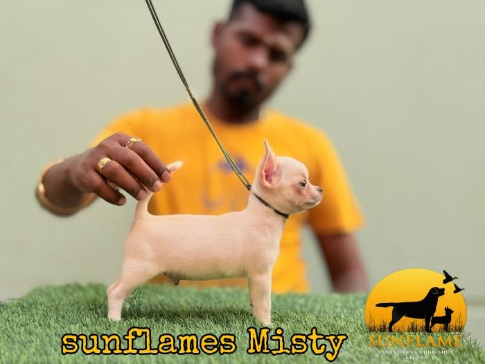 DogsIndia.com - Chihuahua - Rajan