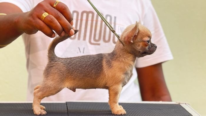 DogsIndia.com  Chihuahua  Sunflames  Rajan