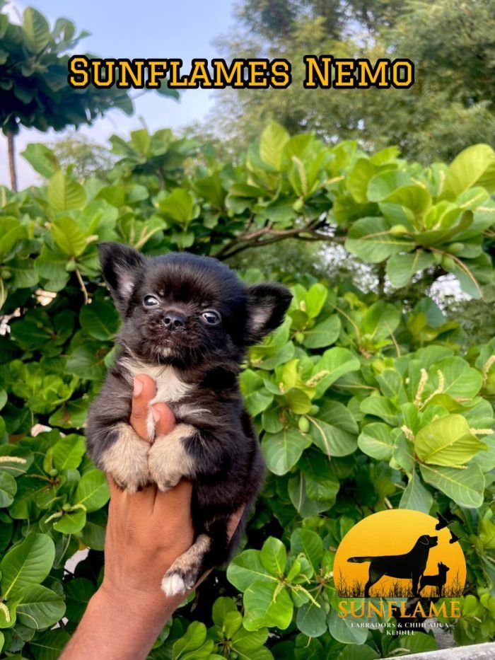 DogsIndia.com  Chihuahua  Sunflames  Rajan