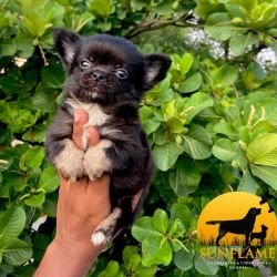 DogsIndia.com Chihuahua Sunflames Rajan