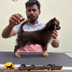 DogsIndia.com  Chihuahua  Sunflames  Rajan