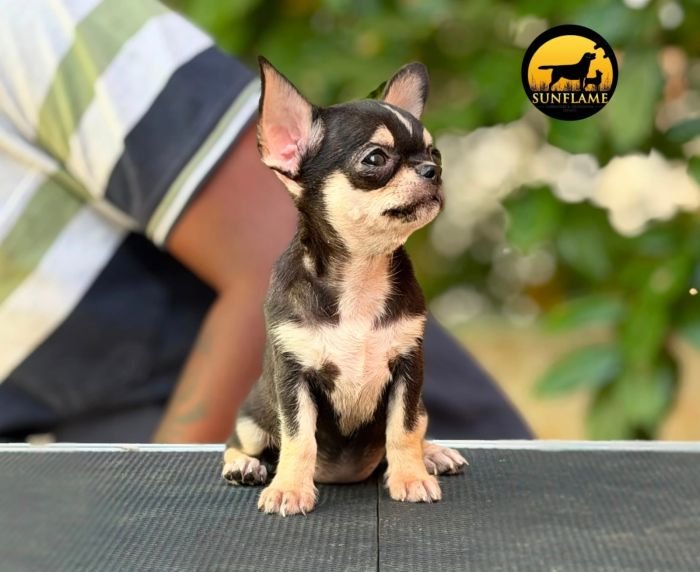 DogsIndia.com - Chihuahua - Rajan