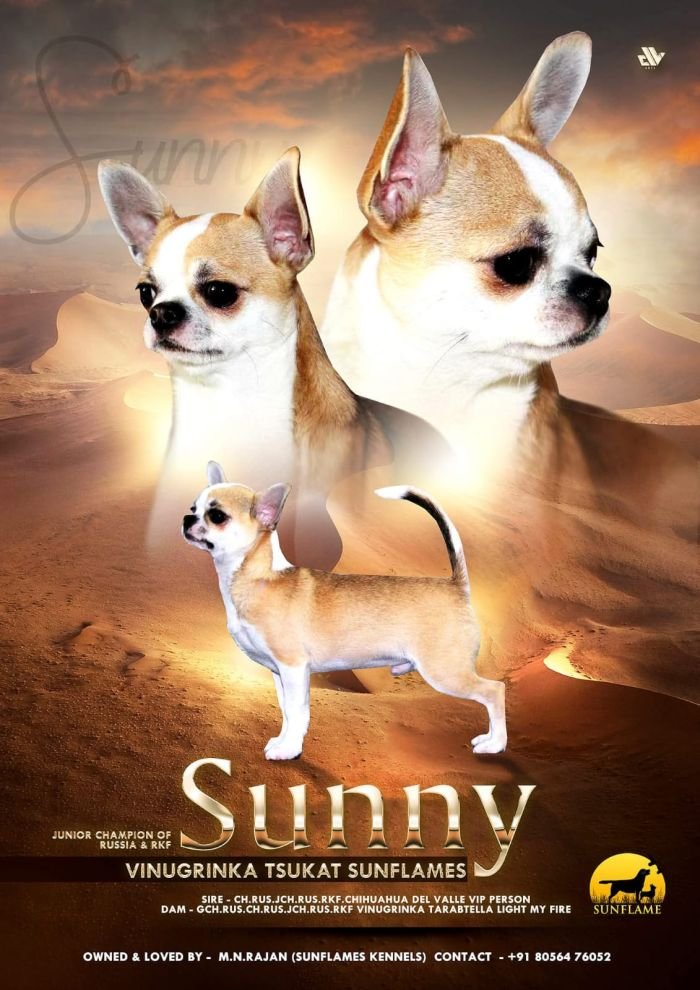 DogsIndia.com - Chihuahua - Rajan