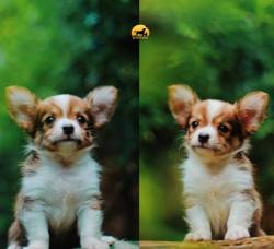 DogsIndia.com - Chihuahua - Sunflames - Rajan