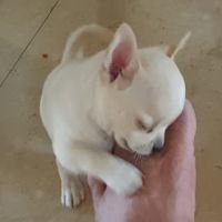 DogsIndia.com - Dr. Sebastin - Rebreu's Chihuahuas