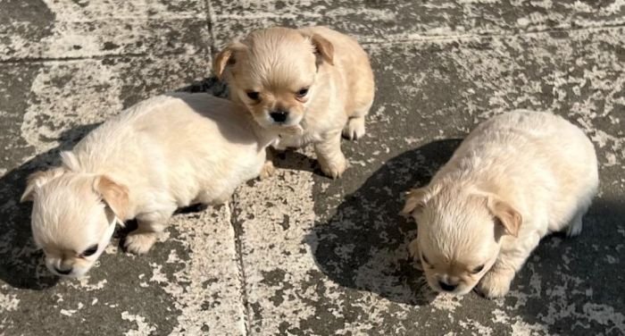 DogsIndia.com - Dr. Sebastin - Rebreu's Chihuahuas