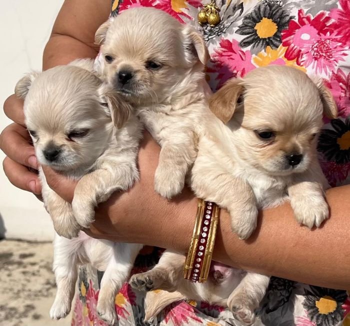 DogsIndia.com - Dr. Sebastin - Rebreu's Chihuahuas